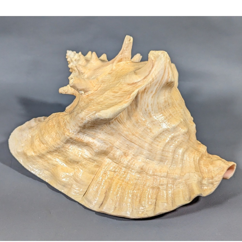 Vintage Large Queen Conch Shell 8 Inch Natural Sea Shell Coastal Decor Specimen
